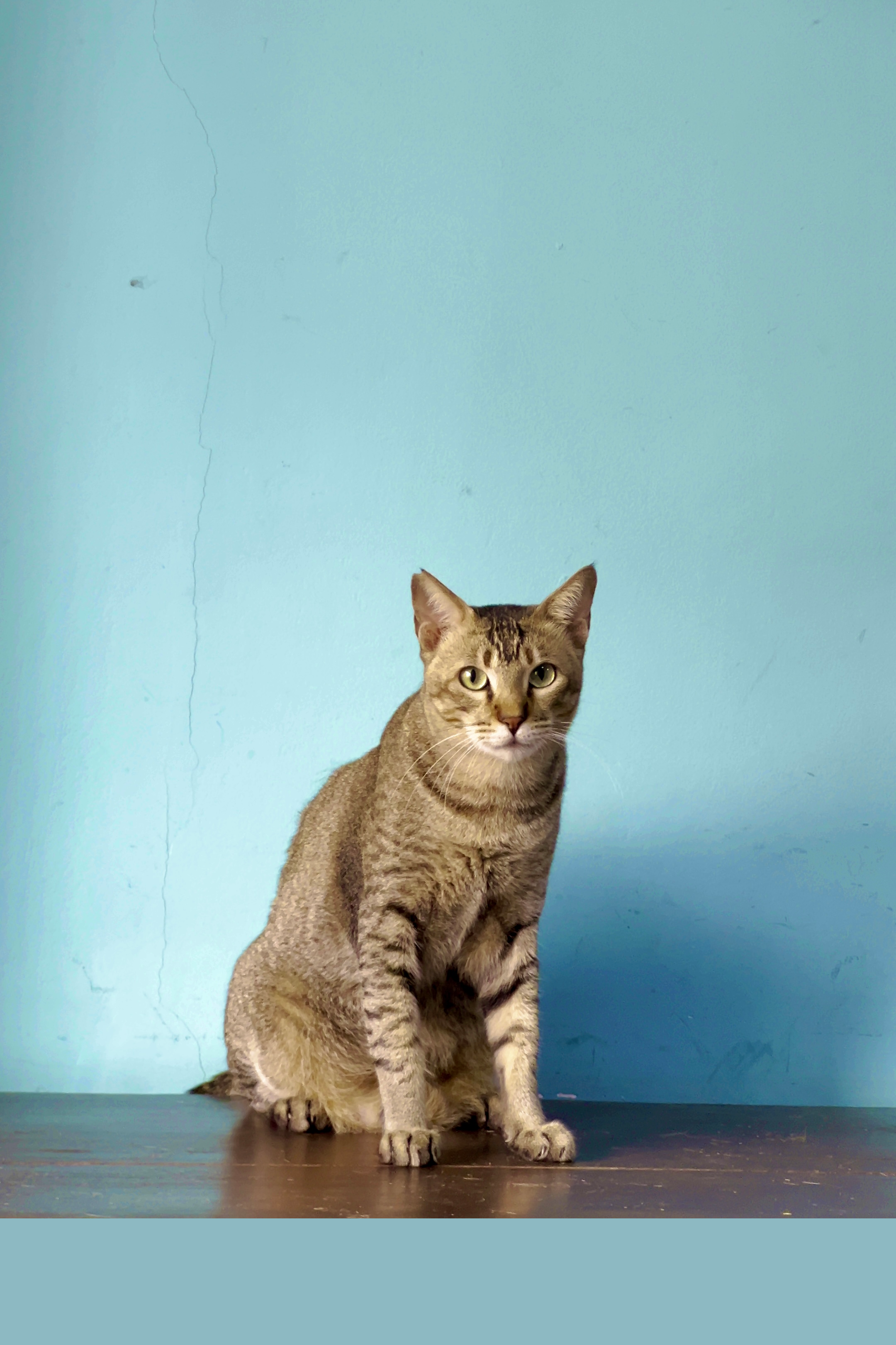 Buklo